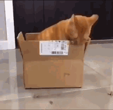 Cat Cat In Box GIF - Cat Cat In Box GIFs