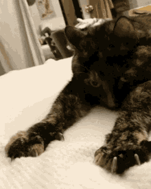 Koko Thatsawesome GIF - Koko Thatsawesome Cat GIFs