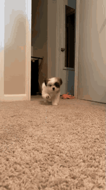 Puka Puppy GIF - Puka Puppy Run GIFs