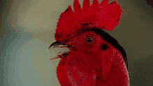 Cock Chicken GIF - Cock Chicken Rooster GIFs