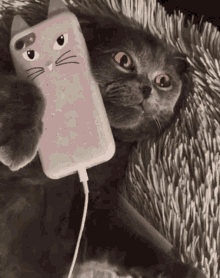 Cat Phone GIF - Cat Phone Cat Phone - Discover & Share GIFs