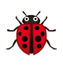 ladybug flap wings bug insect lady beetle