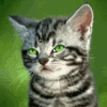 Cat Silly GIF - Cat Silly Tongue Out GIFs