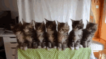 synchronized cats kitten