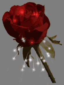 Love Rose GIF - Love Rose GIFs
