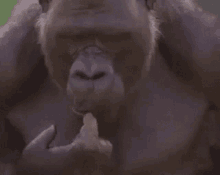 monkey gorilla think monke monki