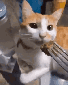 Cat Cat Puking GIF - Cat Cat Puking Gross GIFs