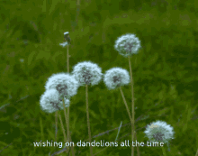 Dandelionss Pretty GIF - Dandelionss Pretty Flowers GIFs