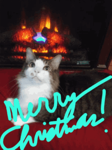 Merry Christmas Christmas Cat GIF - Merry Christmas Christmas Cat Christmas Fireplace GIFs