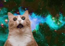 cat space shocked
