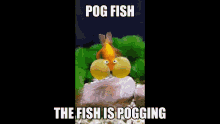 Pog Fish The Fish Is Pogging GIF - Pog Fish The Fish Is Pogging Swim GIFs