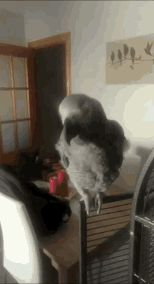 Lorito Parrot GIF - Lorito Parrot Head Banging GIFs
