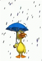 [Image: duck-raining.gif]