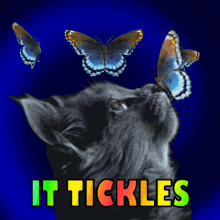 It Tickles Tickle Me GIF - It Tickles Tickle Me Kitten And Butterflies GIFs