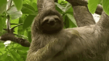 Sloth GIF - Sloth Smile Satisfying GIFs