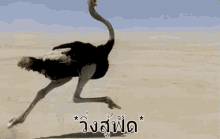 นกกระจอกเทศ วิ่ง GIF - Ostrich Run Running GIFs