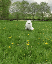 Flower Dog GIF - Flower Dog Samoyed GIFs