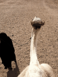 Sahara Desert Camel GIF - Sahara Desert Camel Animal GIFs