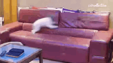 Playing Around The Pet Collective GIF - Playing Around The Pet Collective Cute GIFs