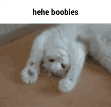 Hehe Boobies Cat GIF - Hehe Boobies Cat Cats GIFs