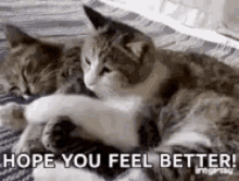 Feel Better Soon Hope You Feel Better GIF - Feel Better Soon Hope You Feel Better Cats GIFs