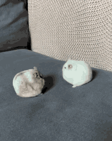 Hamster Pet GIF - Hamster Pet Cute GIFs