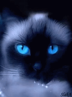 [Image: cat-blinking-blue-eyes.gif]
