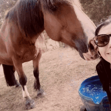 selfie horse pet