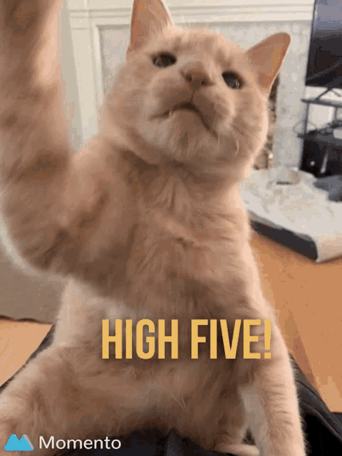 Ginger Cat Funny Gif Ginger Cat Funny Cat Discover Share Gifs