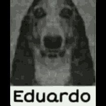 Eduardo Dog Gif GIF - Eduardo Dog Gif Eduardo Dog GIFs