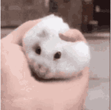 Mouse Wash GIF - Mouse Wash Hands GIFs