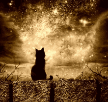 Miau Cat GIF - Miau Cat Galaxy GIFs