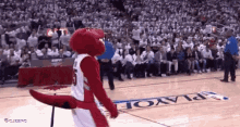 raptors champion mascot dance funny raptors champion mascot dance funny