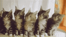 Cat Dance GIF - Cat Dance Headbang GIFs