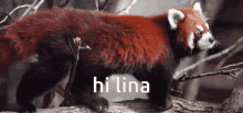 Hi Lina Red Panda GIF - Hi Lina Red Panda GIFs