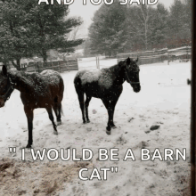 Horses I Would Be A Barn Cat GIF - Horses I Would Be A Barn Cat Snow GIFs