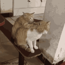 Cat Massage Cats GIF - Cat Massage Cat Cats GIFs