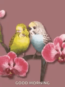 Love Birds Kissing Gifs Tenor