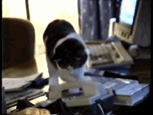 I Made It Stop Ringing! GIF - Lolcat Officephone Answeringmachine GIFs
