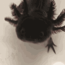 Axolotl Cute GIF - Axolotl Cute Funny GIFs