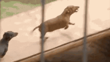 lion-dogs.gif
