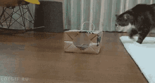 New Cozy Home GIF - Cats Cozy Paper Bag GIFs