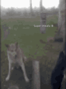 doggie handshake shake hands high five dog doggie handshake shake hands high five dog