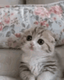 Kitte Cat GIF - Kitte Cat Adorable GIFs