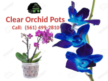 Clear Orchid Pots Orchids GIF - Clear Orchid Pots Clear Orchid Pot Orchid Pots GIFs