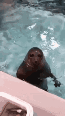 Seal Scream GIF - Seal Scream Fast GIFs