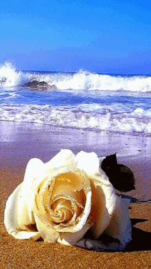 White White Rose GIF - White White Rose Whote Flower Beach GIFs
