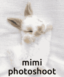 Mimi Mimi Picture GIF - Mimi Mimi Picture Mimi Photoshoot GIFs