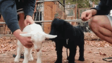 Puppy Weed Em And Reap GIF - Puppy Weed Em And Reap Cute GIFs