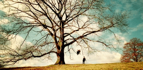 Tree Old Tree GIF - Tree Old Tree Swing - Discover &amp; Share GIFs